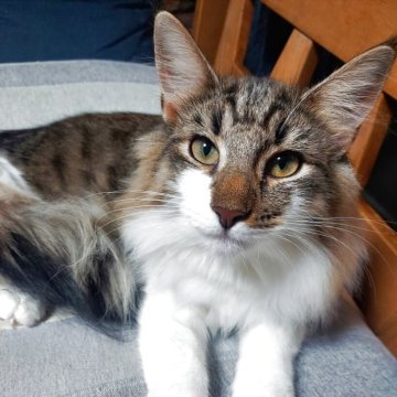 ノルウェージャンフォレストキャット【東京都・女の子・2025年3月14日・ブラウン・マッカレルタビー&ホワイト】の写真「天真爛漫な運動能力抜群の女の子です。」