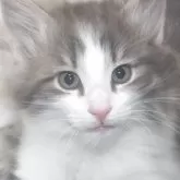 ノルウェージャンフォレストキャット
