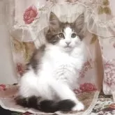 ノルウェージャンフォレストキャット