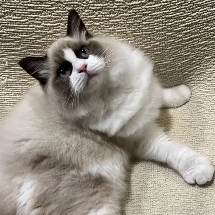 ID:2308-00831の子猫