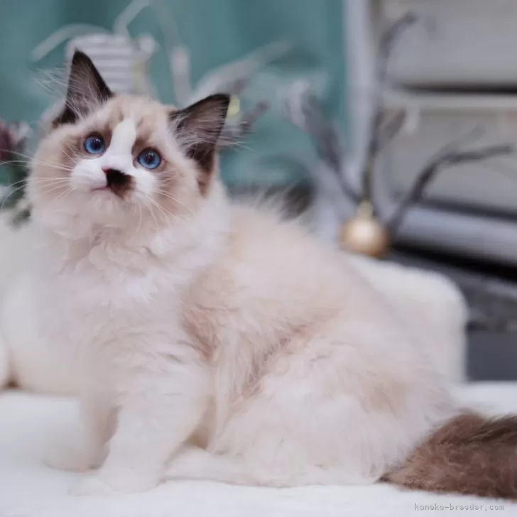 ID：2406-01227の子猫