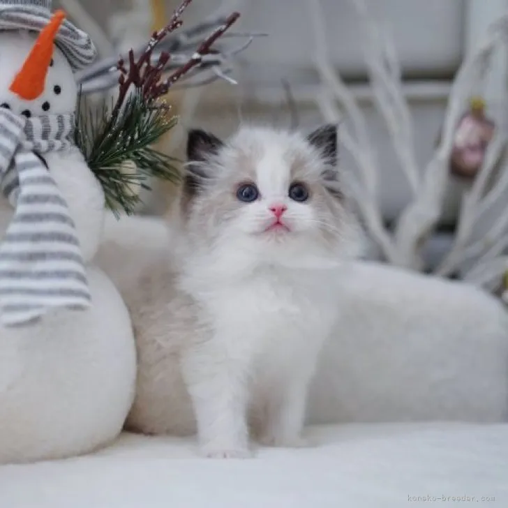 ID：2304-00154の子猫