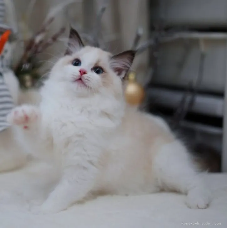 ラグドール【埼玉県・女の子・2023年3月27日・シールポイントバイカラー】の写真1「6/14撮影」