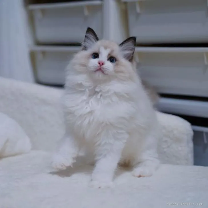 ID：2210-02229の子猫