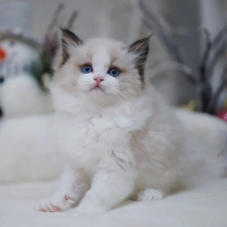 ID：2305-00609の子猫