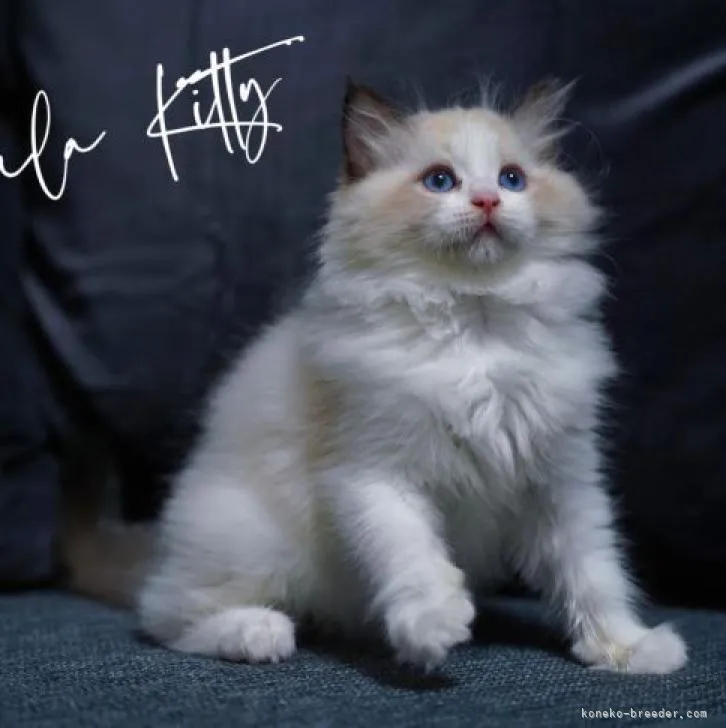 ID：2208-02700の子猫