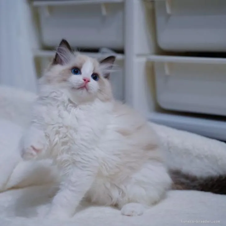 ラグドール【埼玉県・男の子・2022年8月5日・シールポイントバイカラー】の写真1「10/22撮影」