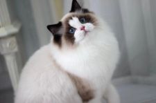 ラグドール【・女の子・2020年7月1日・シールポイントバイカラー】