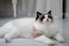 ラグドール【・女の子・2020年7月1日・シールポイントバイカラー】