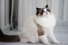 ラグドール【・女の子・2020年7月1日・シールポイントバイカラー】