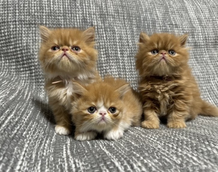 下原　いづみ(しもはら　いづみ)ブリーダー(愛知県・ミヌエットなど・JCU/JABC登録)の紹介写真3