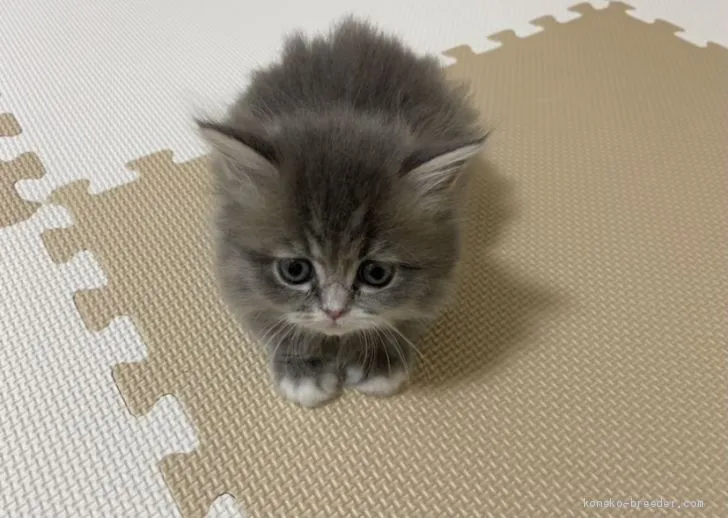 ID：2102-00605の子猫