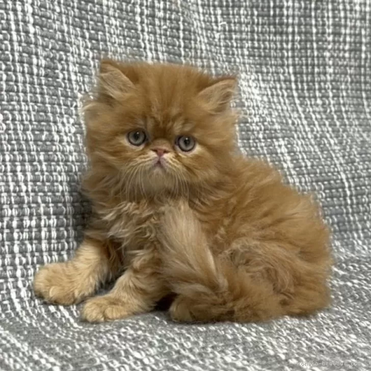 ID：2408-00466の子猫