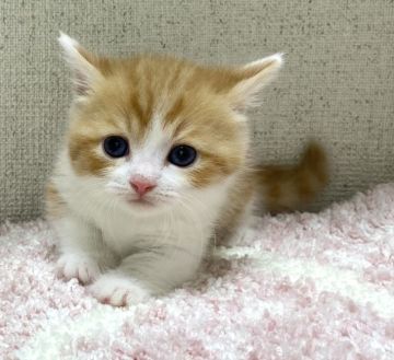 ミヌエット(短足)【愛知県・男の子・2022年5月23日・レッドマッカレルタビー&ホワイト】の写真「☆甘えん坊な男の子☆」