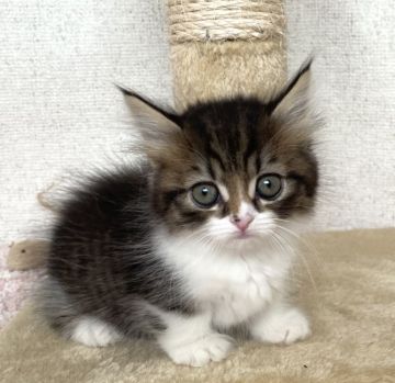 マンチカン(短足)【愛知県・女の子・2022年1月30日・ブラウンマッカレルタビー&ホワイト（ロング）】の写真「♡元気いっぱい短足ちゃん♡」