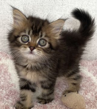 マンチカン(長足)【愛知県・女の子・2022年1月30日・ブラウンタビーホワイト（ロング）】の写真「♡元気いっぱい長足ちゃん♡」