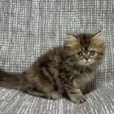 ミヌエット(長足)【愛知県・女の子・2024年6月28日・ブラウンパッチドタビー】の写真1