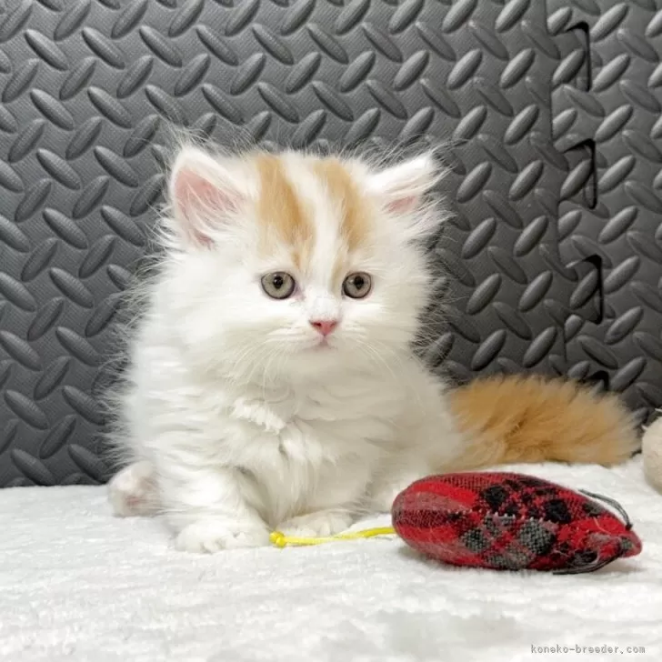 R 様のお迎えした子猫