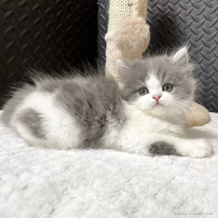ID:2506-00137の子猫