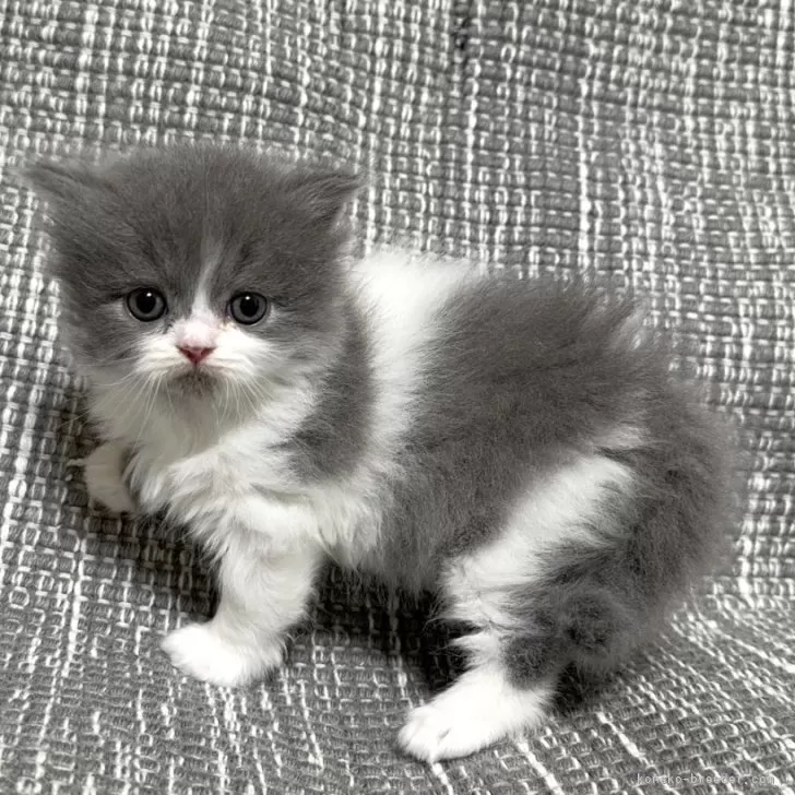 ID：2501-01737の子猫