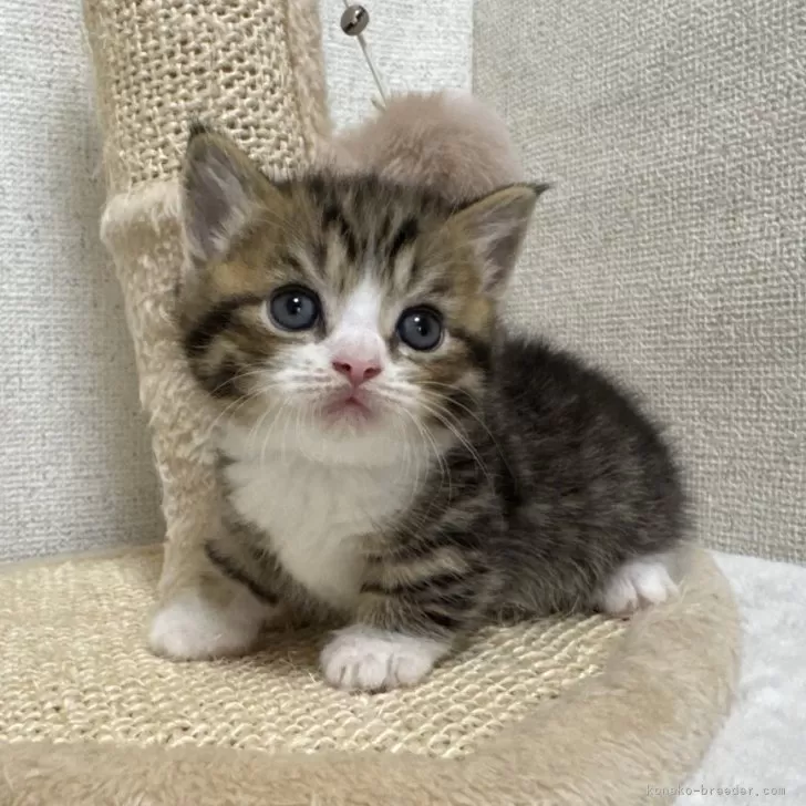 ミヌエット(短足)【愛知県・男の子・2025年10月1日・ブラウンタビー&amp;ホワイト】の写真1