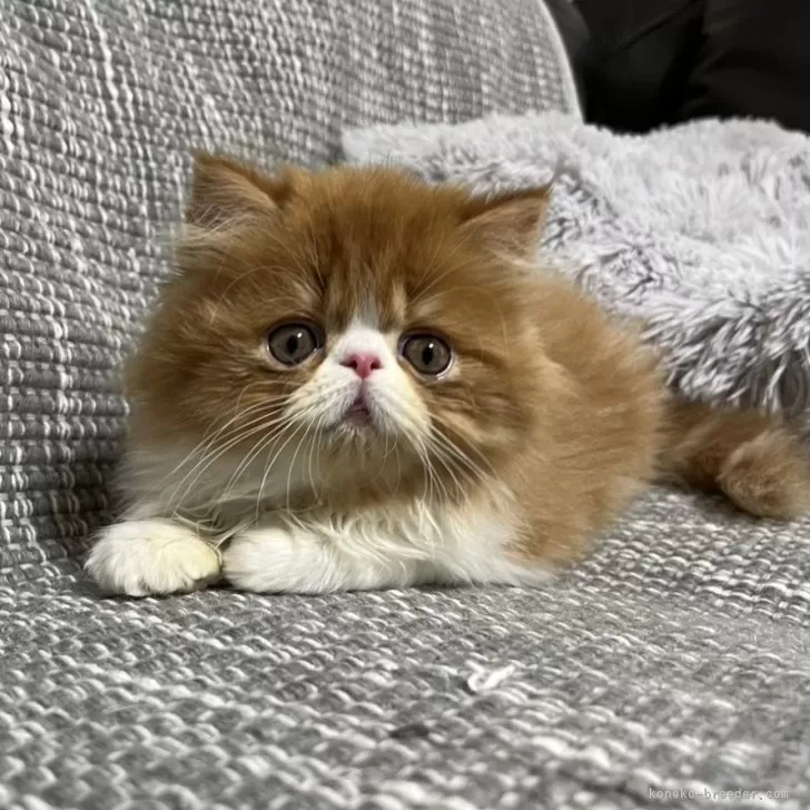 ID：2412-01076の子猫