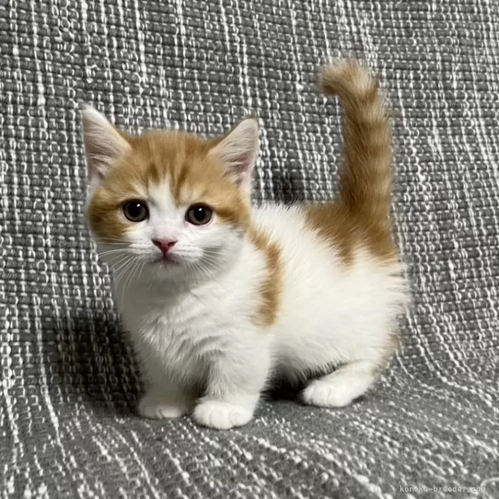 T.H 様のお迎えした子猫
