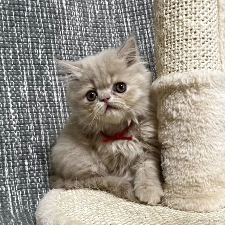 ID：2504-02445の子猫