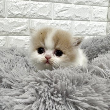 ミヌエット(短足)【愛知県・女の子・2025年11月7日・ブラウンパッチドタビー&ホワイト】の写真「♡お目目クリクリ女の子♡」