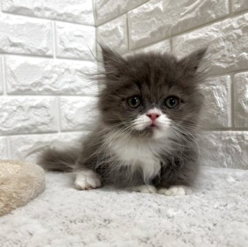 ミヌエット(短足)【愛知県・男の子・2025年9月21日・ブルータビー&ホワイト】の写真「おっとり男の子」