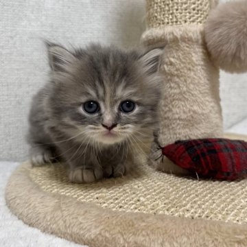 ミヌエット(長足)【愛知県・女の子・2025年10月1日・ブルーパッチドタビー】の写真「♡ひかえめな女の子♡」