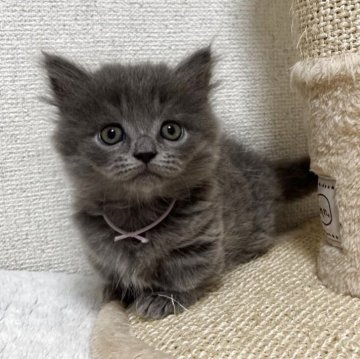 ミヌエット(短足)【愛知県・男の子・2025年9月21日・ブルータビー】の写真「☆元気な男の子☆」