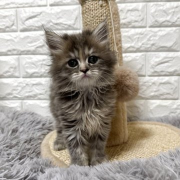 ミヌエット(長足)【愛知県・女の子・2025年10月1日・ブルーパッチドタビー】の写真「♡ひかえめな女の子♡」