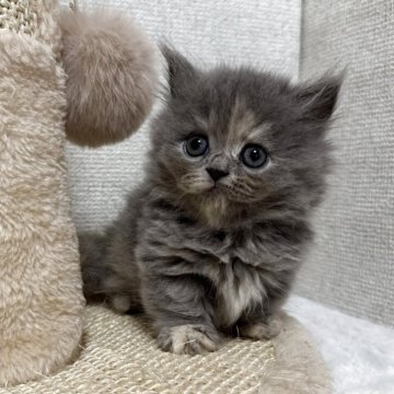 ミヌエット(短足)【愛知県・女の子・2025年9月21日・ブルークリーム】の写真「♡癒し系ふわもこ女の子♡」