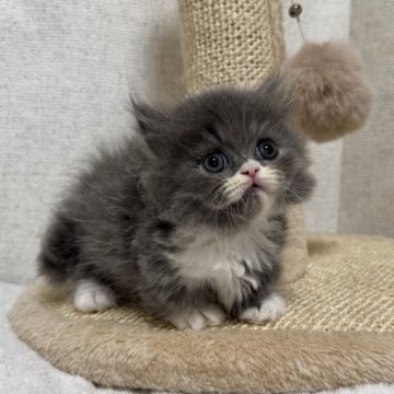 ミヌエット(短足)【愛知県・男の子・2025年9月21日・ブルータビー&ホワイト】の写真「☆癒し系男の子☆」