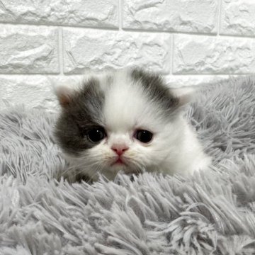 ミヌエット(短足)【愛知県・男の子・2025年11月7日・ブルータビー&ホワイトバン】の写真「☆癒し系男の子☆」