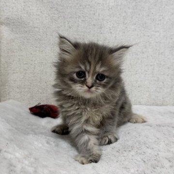 ミヌエット(長足)【愛知県・女の子・2025年10月1日・ブルーパッチドタビー】の写真「♡ひかえめな女の子♡」