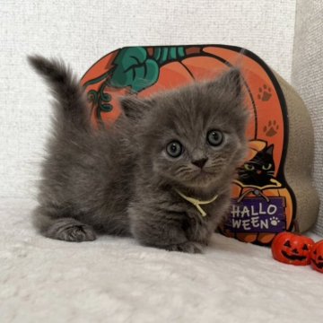 ミヌエット(短足)【愛知県・男の子・2025年9月21日・ブルータビー】の写真「☆癒し系男の子☆」