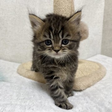 ミヌエット(長足)【愛知県・男の子・2025年10月1日・ブラウンタビー】の写真「☆カッコ可愛い☆」