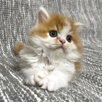 ミヌエット(長足)【愛知県・男の子・2025年3月20日・レッドタビー&ホワイト】の写真「☆おっとり王子☆」