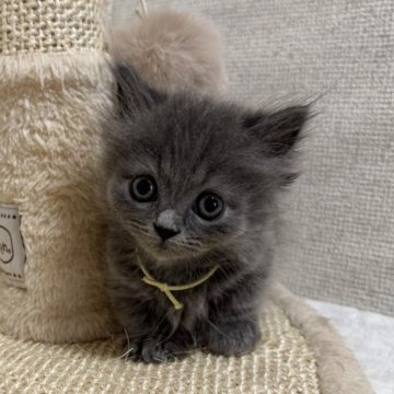 ミヌエット(短足)【愛知県・男の子・2025年9月21日・ブルータビー】の写真「☆癒し系男の子☆」