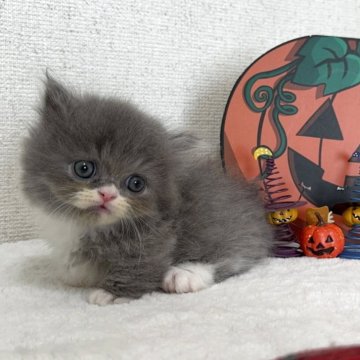 ミヌエット(短足)【愛知県・男の子・2025年9月21日・ブルータビー&ホワイト】の写真「☆癒し系男の子☆」