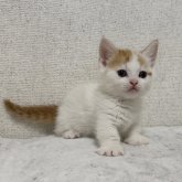 ミヌエット(短足)