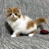 エキゾチックショートヘア