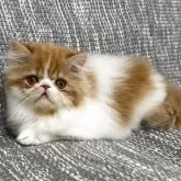 エキゾチックショートヘア