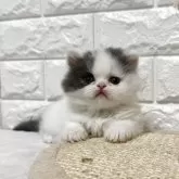 ミヌエット(短足)