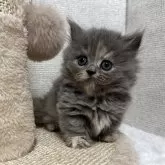 ミヌエット(短足)