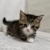 ミヌエット(短足)