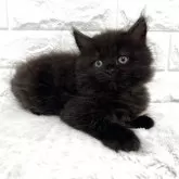 マンチカン(長足)