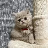 エキゾチックショートヘア
